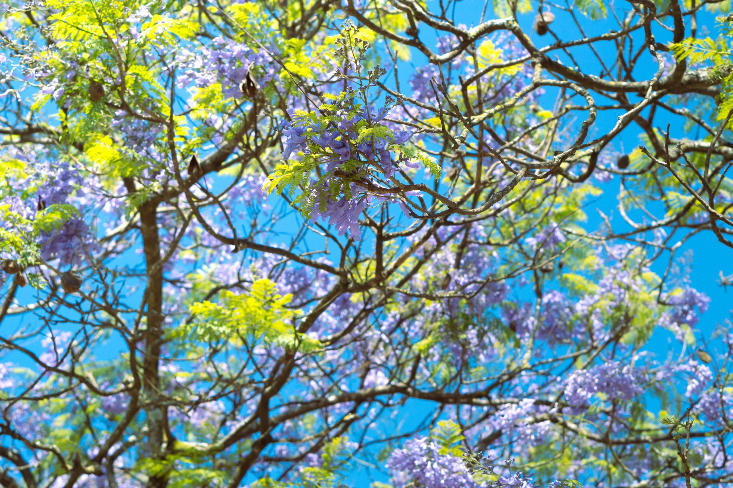 a tree filled with a tree filled with lots of purple and green flowers